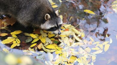 Abre el lavavajillas y se lleva el susto de su vida al ver un mapache durmiendo dentro