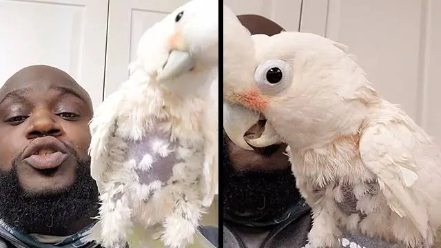 Cacatúa bailando