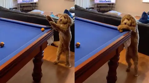 Perro jugando al billar Perro jugando al billar