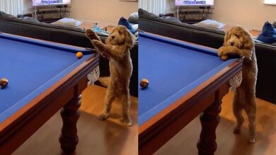 ¿Un perro jugando al billar? El vídeo de un perrito que está arrasando