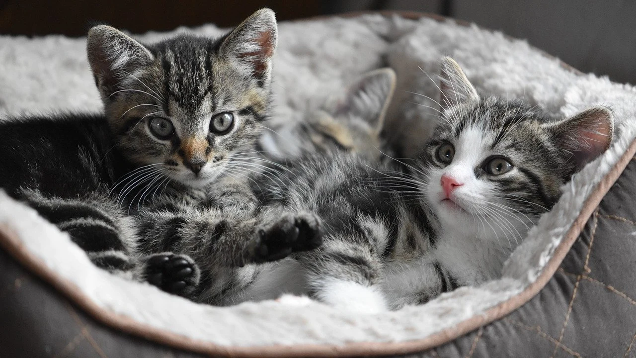 Gatos