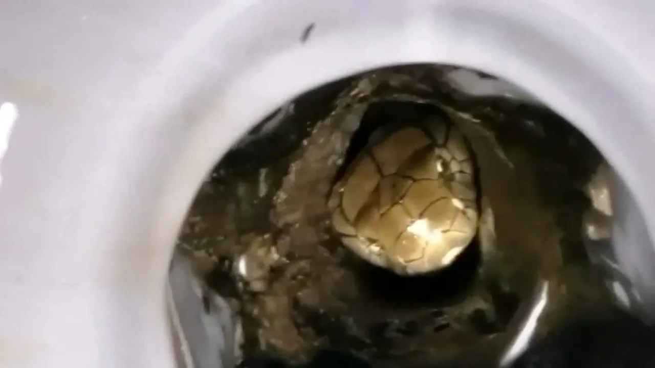 Bomberos sacan una serpiente cobra de tres metros de dentro de un váter