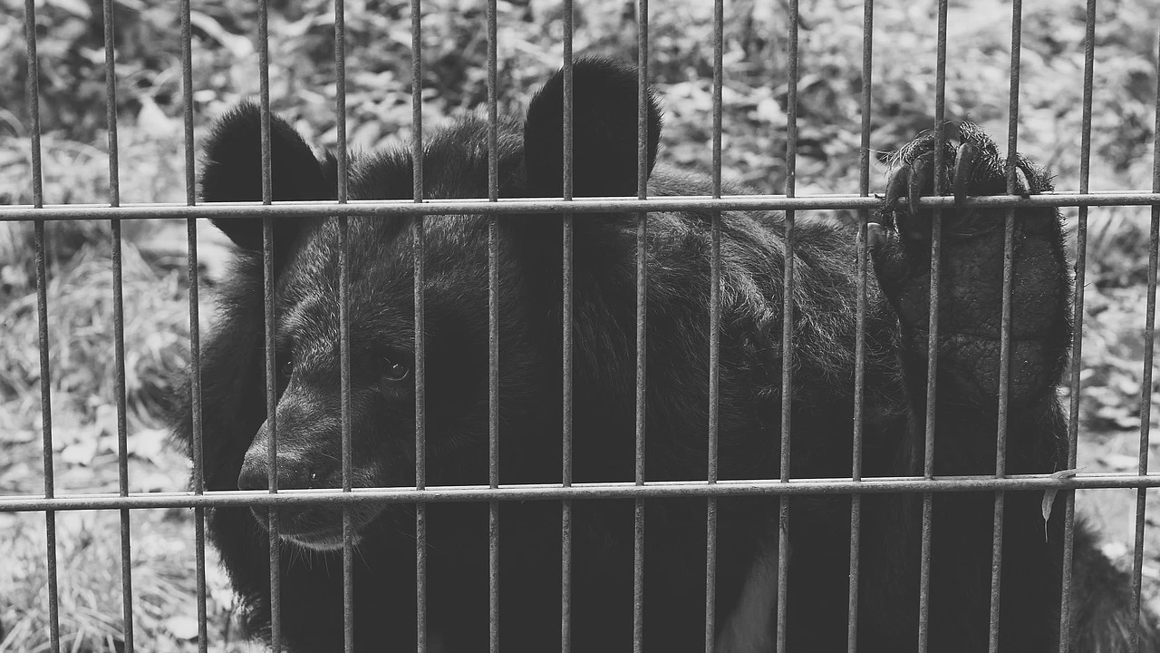 Oso atrapado