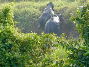 Adorable momento en que dos elefantes se ayudan mutuamente a salir de una zanja