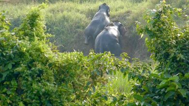 El adorable momento en que dos elefantes se ayudan mutuamente a salir de una zanja