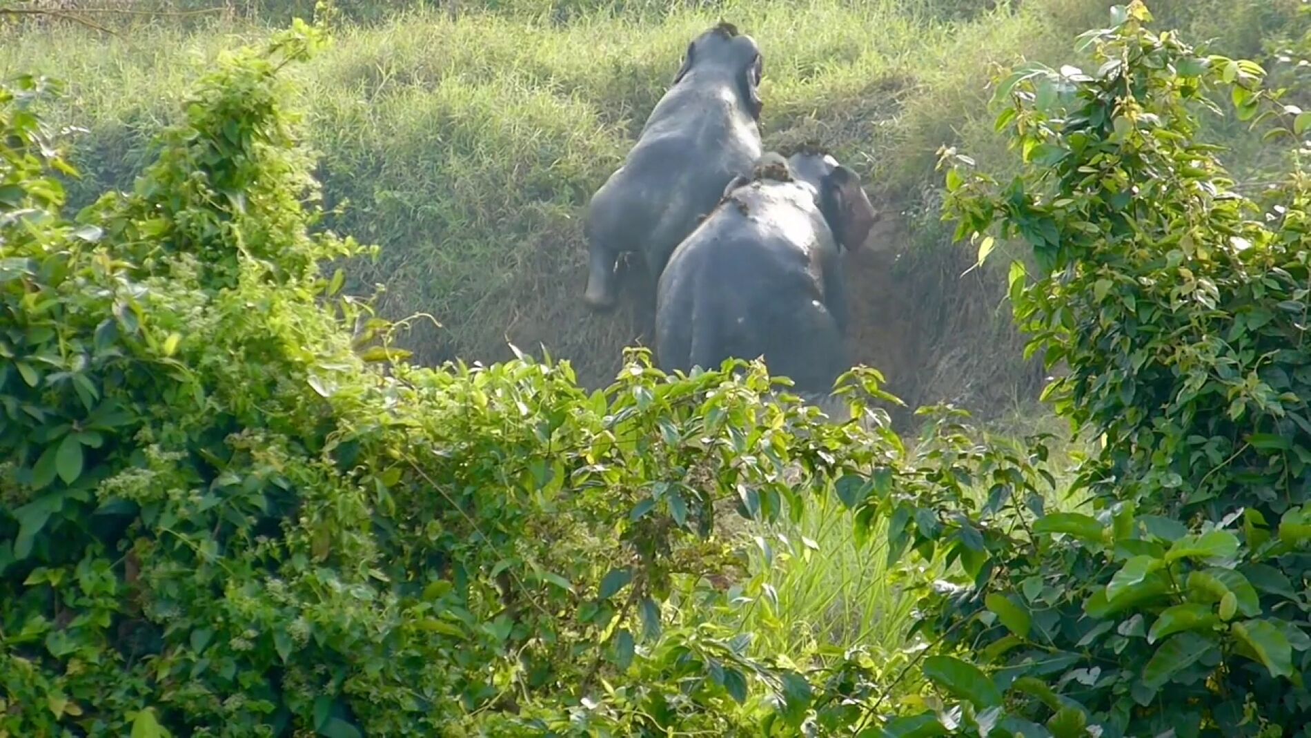 Adorable momento en que dos elefantes se ayudan mutuamente a salir de una zanja