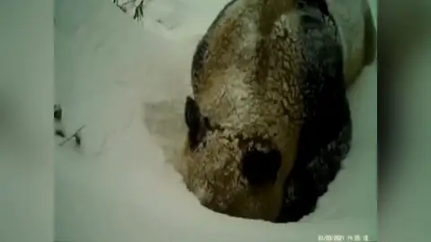 Panda salvaje excava en la nieve para alcanzar una fuente de agua en el sur de China Panda salvaje excava en la nieve para alcanzar una fuente de agua en el sur de China
