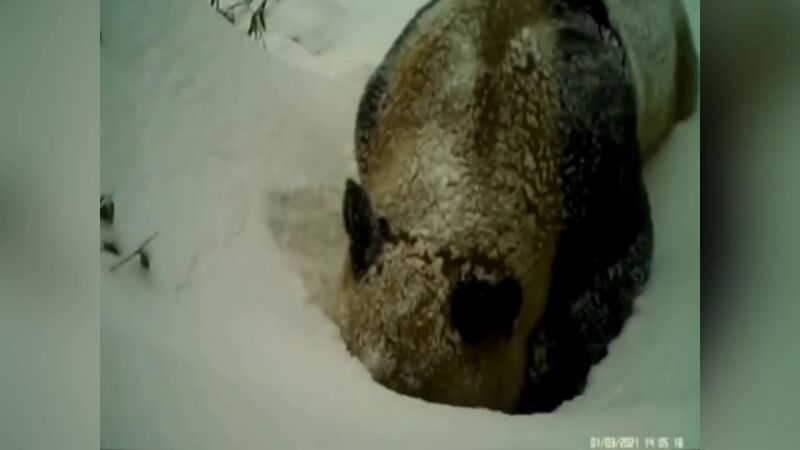 Un panda salvaje excava en la nieve para alcanzar una fuente de agua en el sur de China