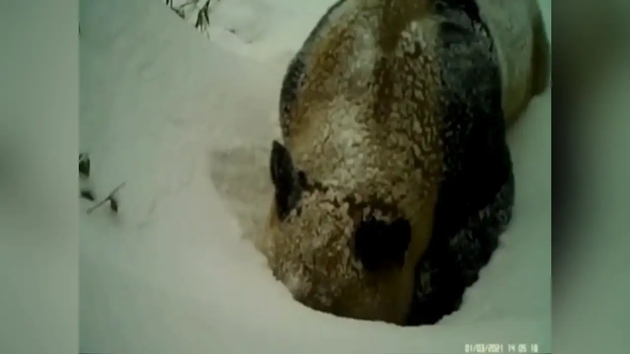  Panda salvaje excava en la nieve para alcanzar una fuente de agua en el sur de China