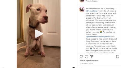 Rescatan a un perro a punto de morir en un apartamento abandonado