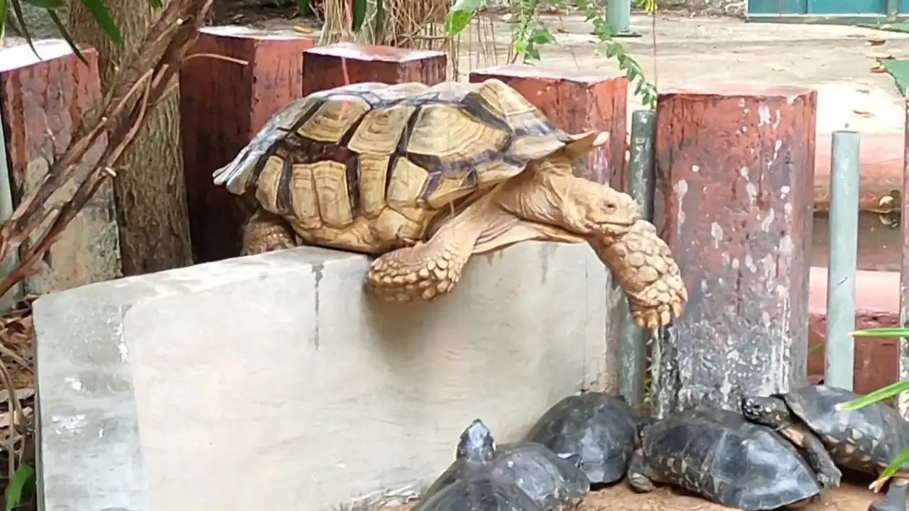 Rescatan a una tortuga gigante que quedó atascada en un muro 