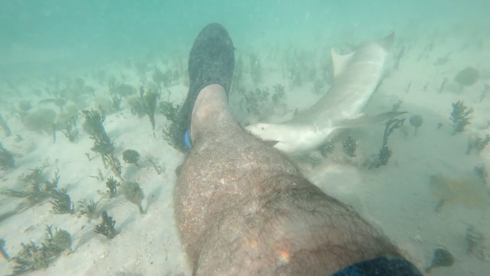 ¿El spa de peces más peligroso del mundo? Un hombre deja que tiburones le muerdan los pies