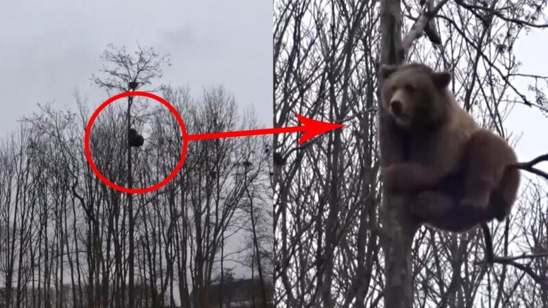 VÍDEO: Un valiente oso pardo trepa a lo alto de un árbol de 20 metros en un zoo