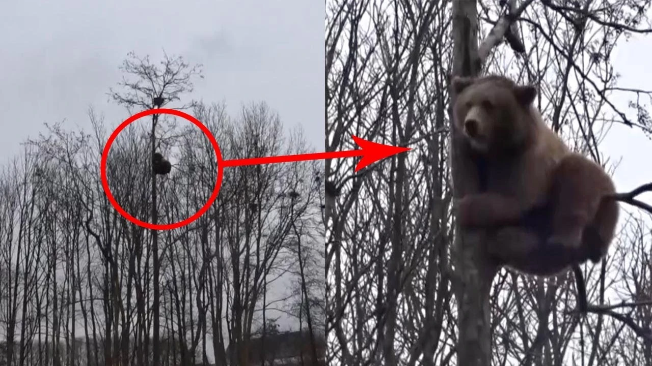 Oso trepando a un árbol