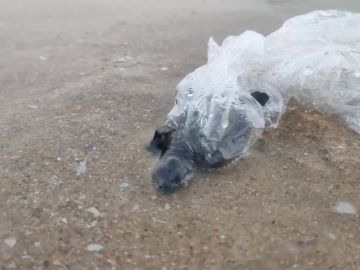 VÍDEO: Rescatan a una adorable cría de tortuga atrapada en plástico que intentaba alcanzar el mar