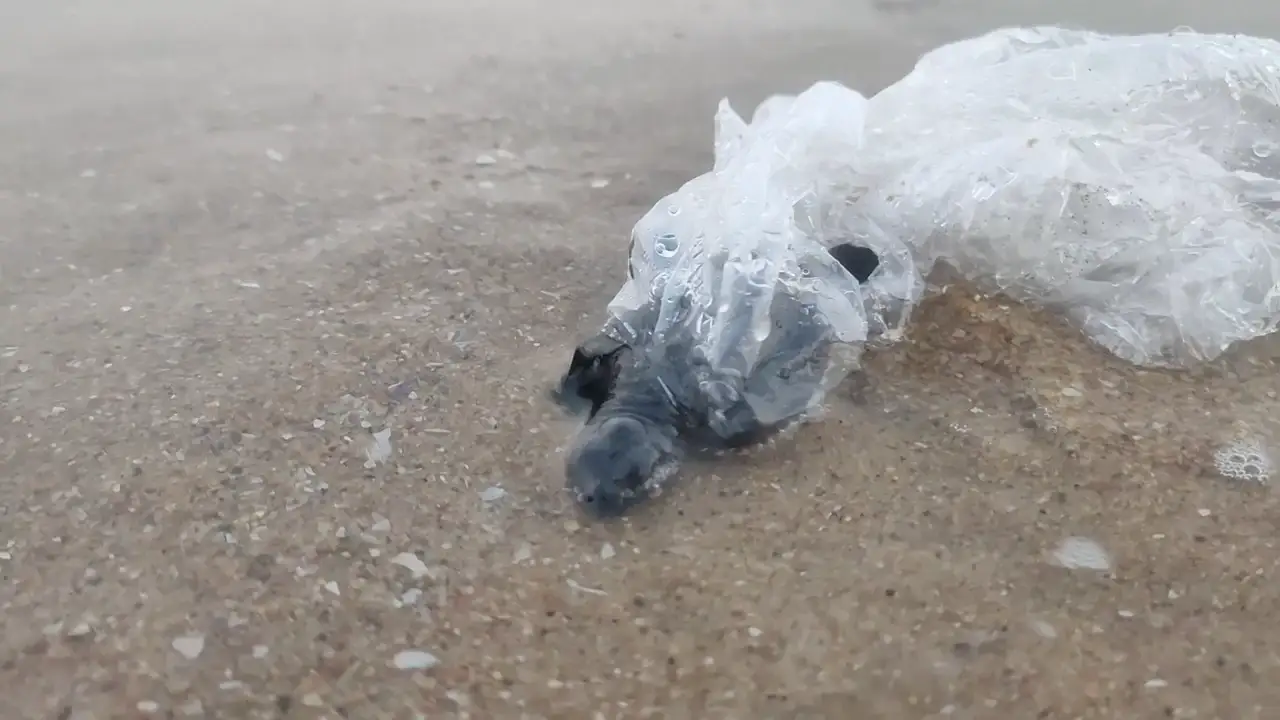 VÍDEO: Rescatan a una adorable cría de tortuga atrapada en plástico que intentaba alcanzar el mar