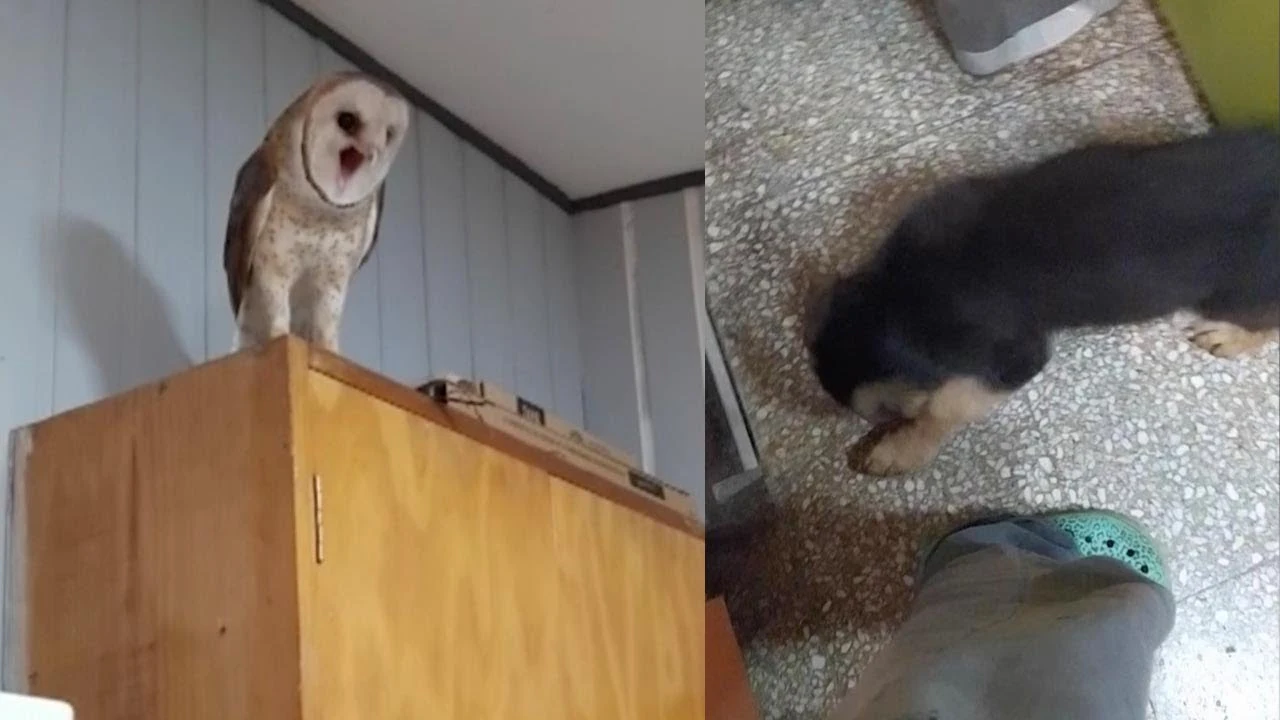 Lechuza asustada al ver a un perro