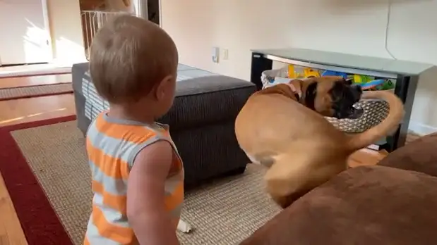 VÍDEO: Un bebé y su perra se divierten persiguiendo sus colas dando vueltas sobre si mismos