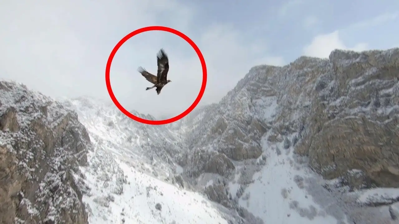 Águila volando junto a un dron