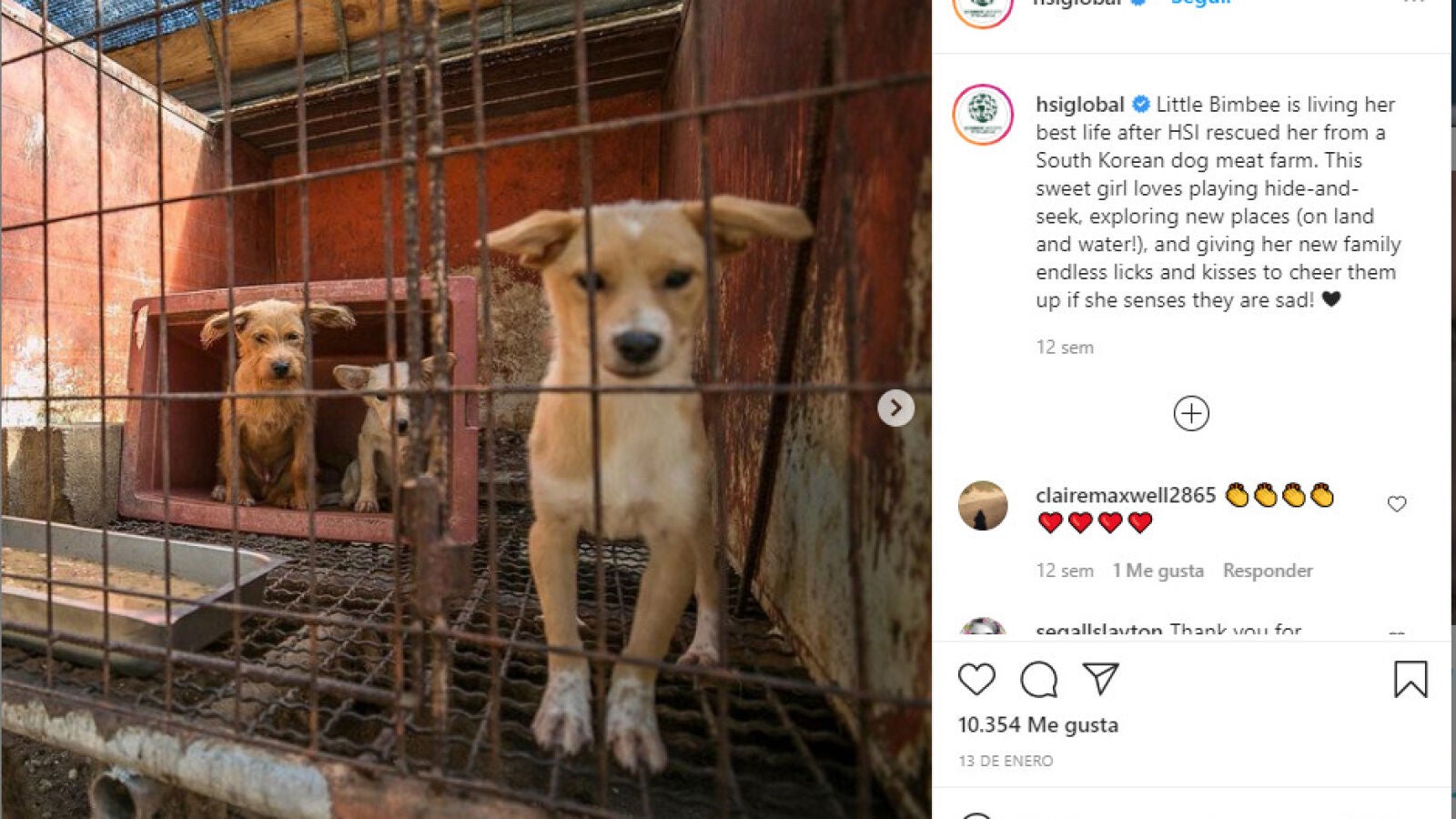 La salvaron de una granja de carne en Corea y ahora es feliz con su nueva familia