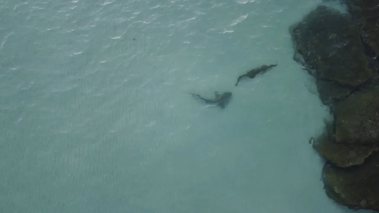 VÍDEO: Un tiburón intenta devorar un cocodrilo en Australia