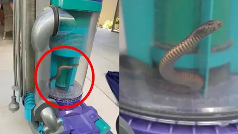 Una mujer succiona con la aspiradora a una serpiente venenosa Una mujer succiona con la aspiradora a una serpiente venenosa