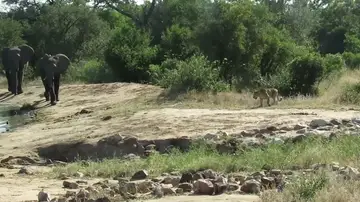 VÍDEO: Una manada de elefantes ahuyenta a un leopardo