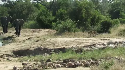 VÍDEO: Una manada de elefantes ahuyenta a un leopardo VÍDEO: Una manada de elefantes ahuyenta a un leopardo