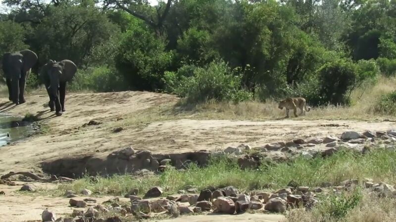 VÍDEO: Una manada de elefantes ahuyenta a un leopardo