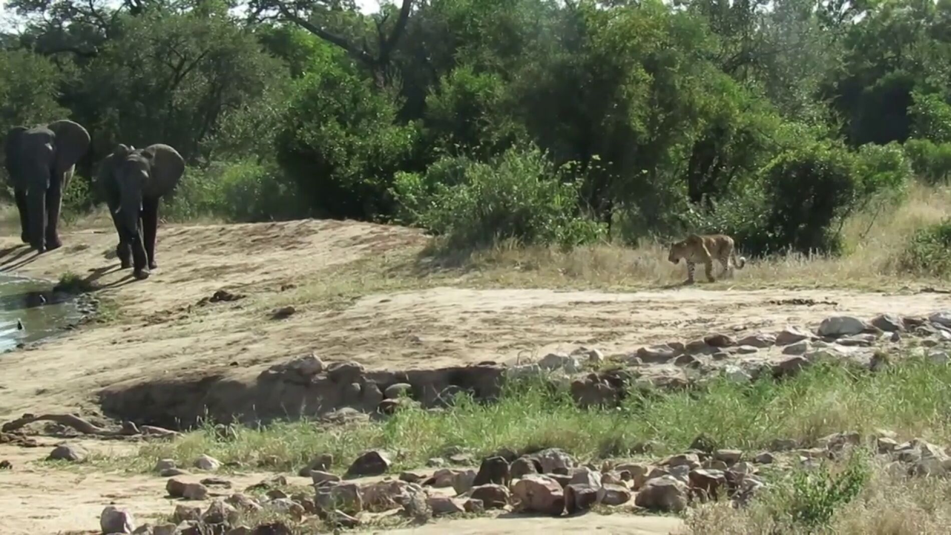 V&Iacute;DEO: Una manada de elefantes ahuyenta a un leopardo