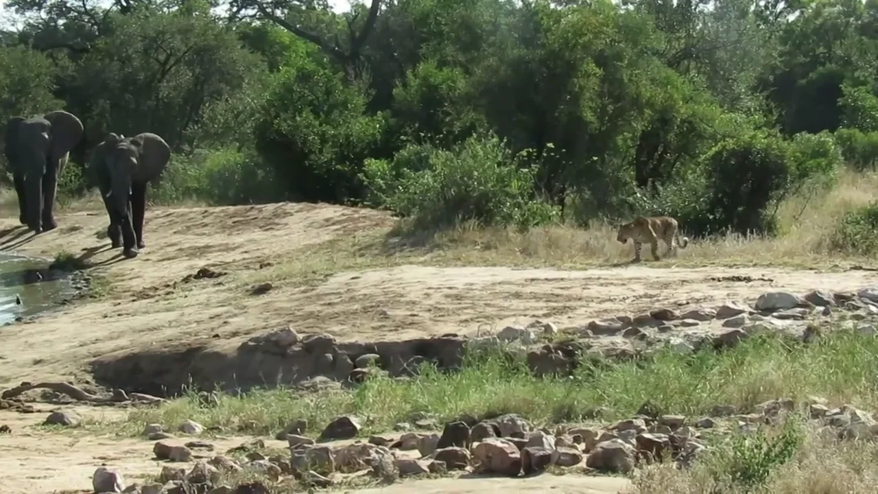 VÍDEO: Una manada de elefantes ahuyenta a un leopardo