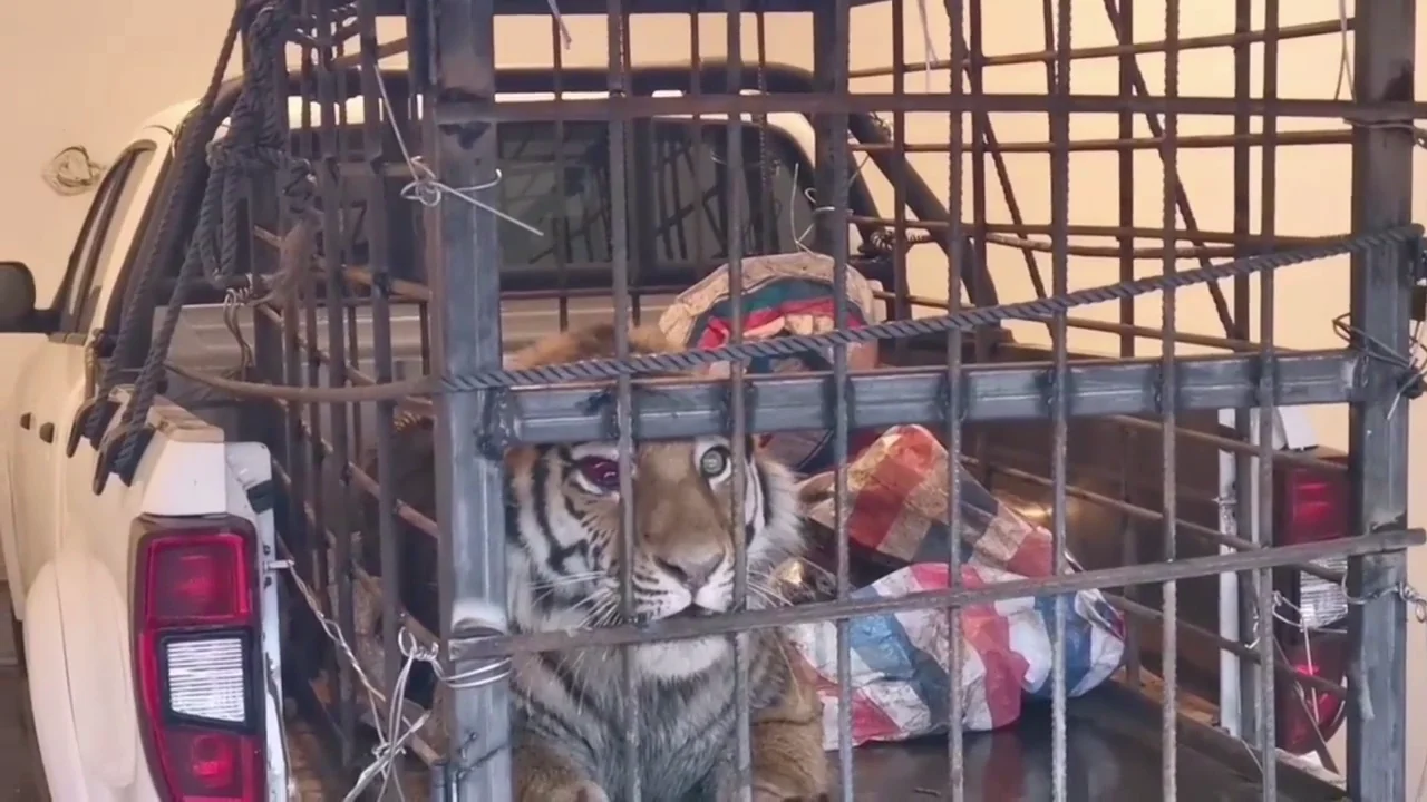 Atrapan a un tigre en Siberia después de atacar a unos aldeanos Atrapan a un tigre en Siberia después de atacar a unos aldeanos