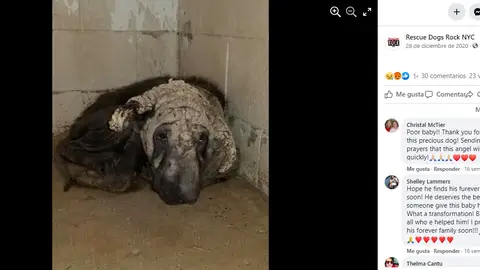 Facebook de RescueDogsRockNyc Facebook de RescueDogsRockNyc