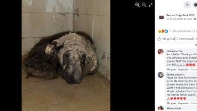 Un perro abandonado que parecía una piedra es rescatado y vive una transformación increíble