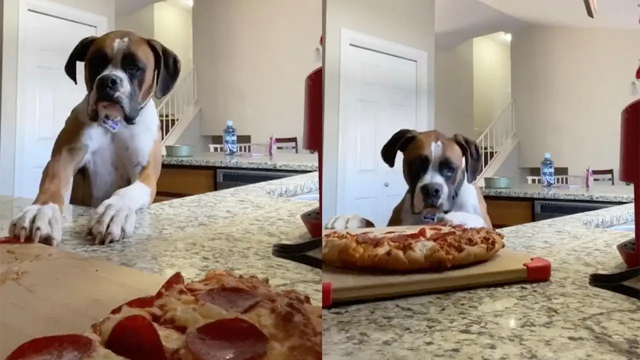 Perro intentando robar pizza