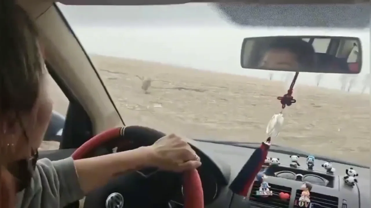 Varios pasajeros entran en p&aacute;nico cuando un tigre ataca y revienta la ventana de su coche