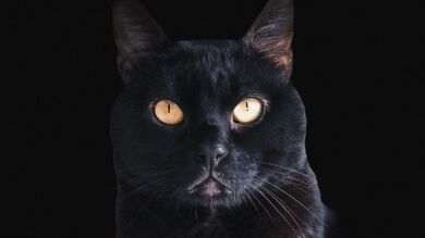 Auronplay, la muerte de Don Gato y Twitter: el like de la polémica en su tuit más compartido