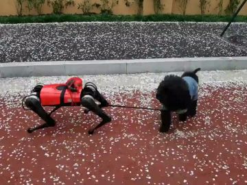 Crean un perro robot en China capaz de guiar y proteger a las personas