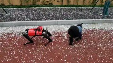 Crean un perro robot en China capaz de guiar y proteger a las personas