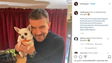 Las mascotas de los famosos que tienen cuenta en Instagram 