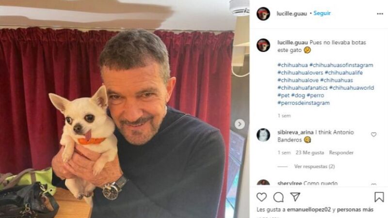Las mascotas de los famosos que tienen cuenta en Instagram 