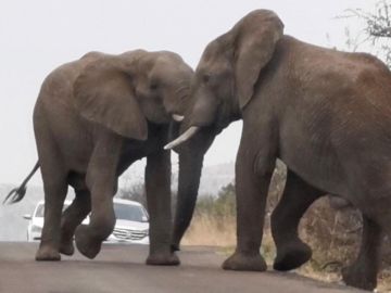 Dos elefantes peleándose