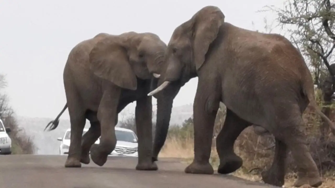 Dos elefantes peleándose