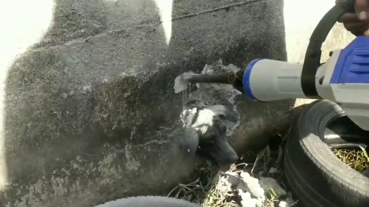 Rescatan a un perro atrapado en una pared que estaba condenado a morir