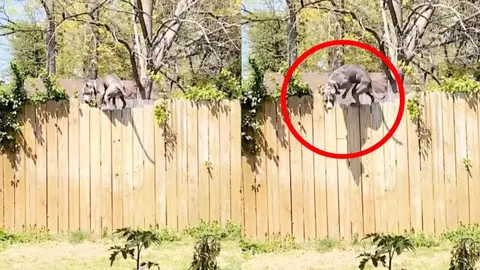 Un perro subido a una valla Un perro subido a una valla
