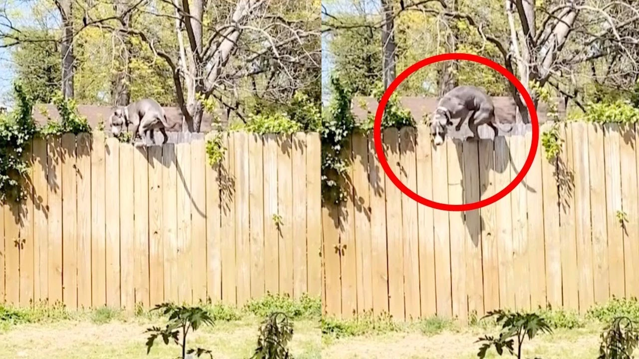 Un perro subido a una valla