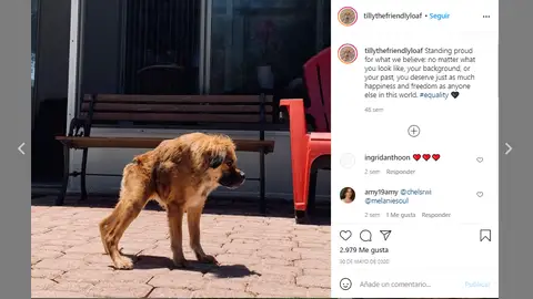 Instagram de @itillythefriendlyloaf Instagram de @itillythefriendlyloaf