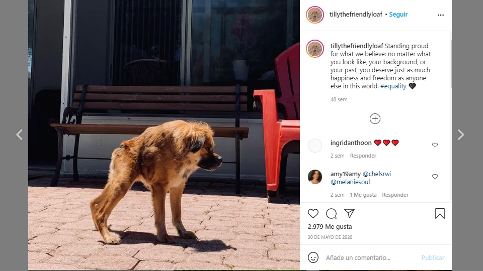 Instagram de @itillythefriendlyloaf