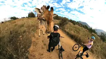 Una jirafa curiosa detiene a una pareja de ciclistas en seco y comienza a acariciarlos 