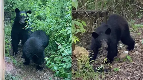 Familia de osos negros Familia de osos negros